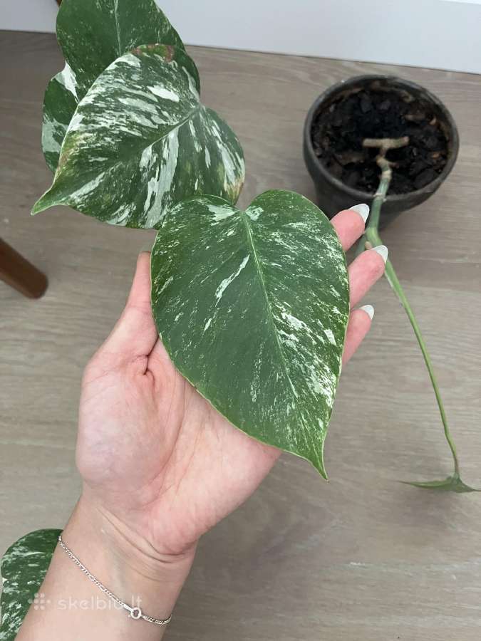 Monstera Variegata - nuotraukos Nr. 3