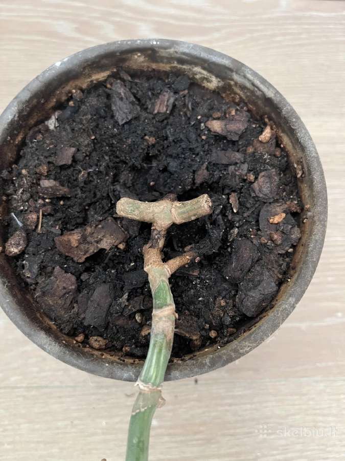 Monstera Variegata - nuotraukos Nr. 4