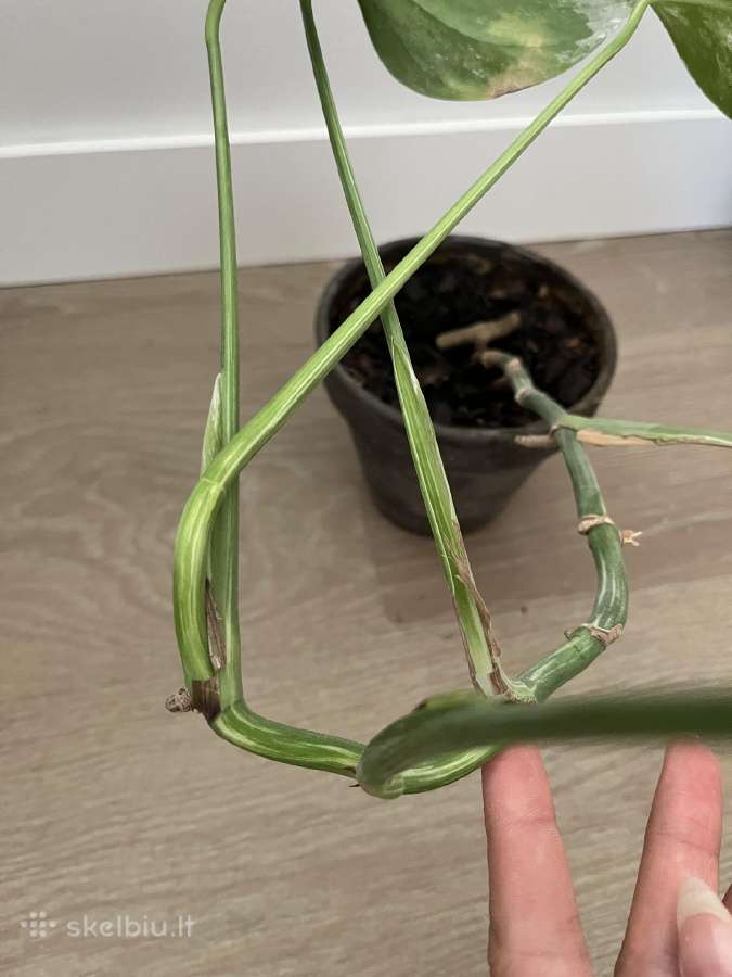 Monstera Variegata - nuotraukos Nr. 5