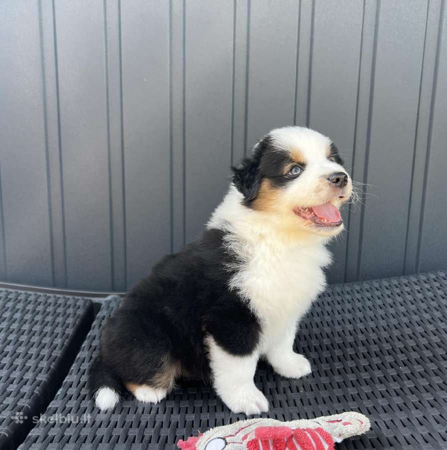 Mini Aussie /Miniatiūrinis amerikos avigan. /Mas - nuotraukos Nr. 2