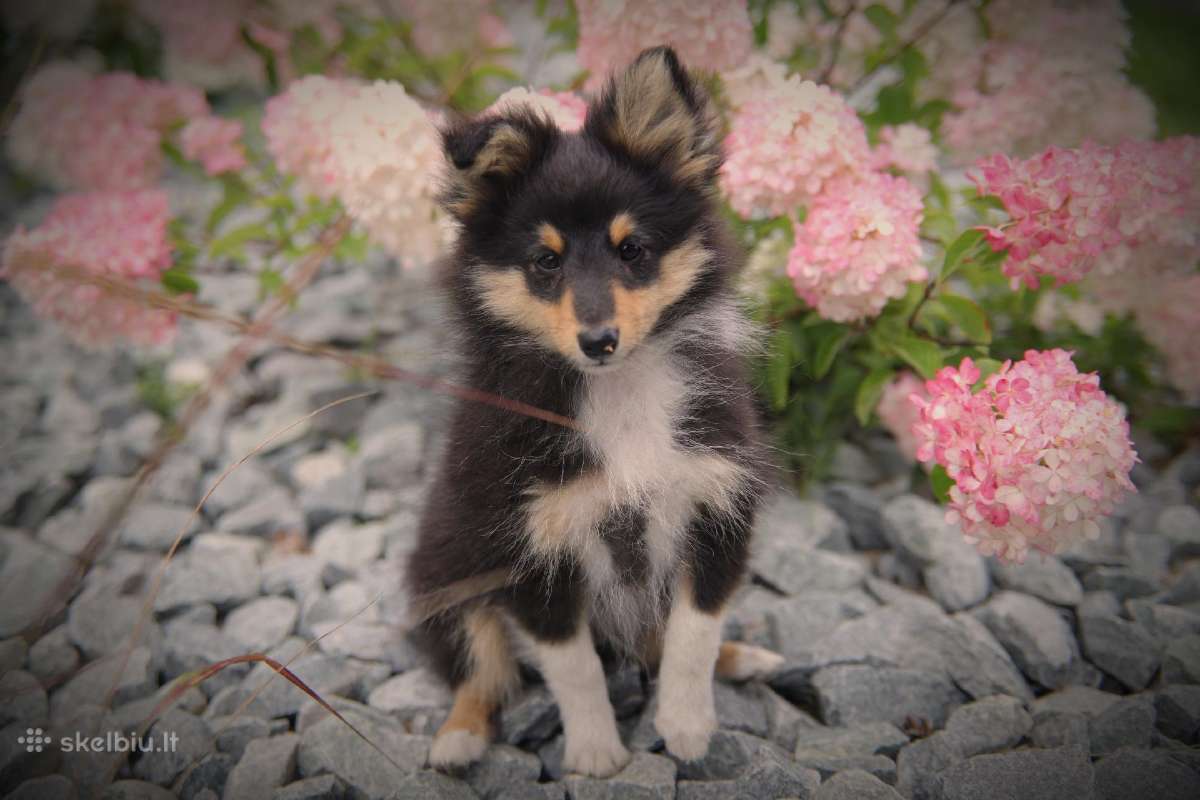Shetland Sheepdog / Šeltis - nuotraukos Nr. 2