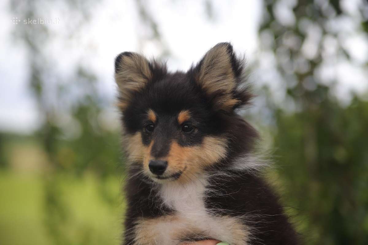 Shetland Sheepdog / Šeltis - nuotraukos Nr. 5