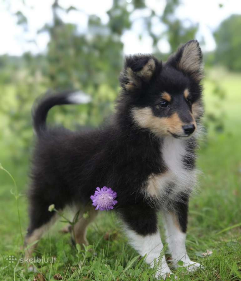Shetland Sheepdog / Šeltis - nuotraukos Nr. 6