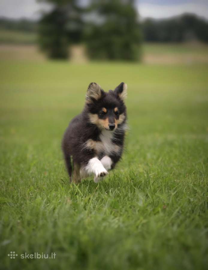 Shetland Sheepdog / Šeltis - nuotraukos Nr. 7