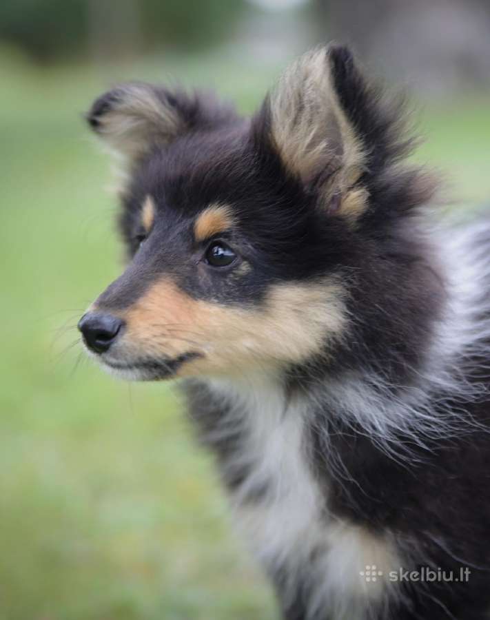 Shetland Sheepdog / Šeltis - nuotraukos Nr. 8