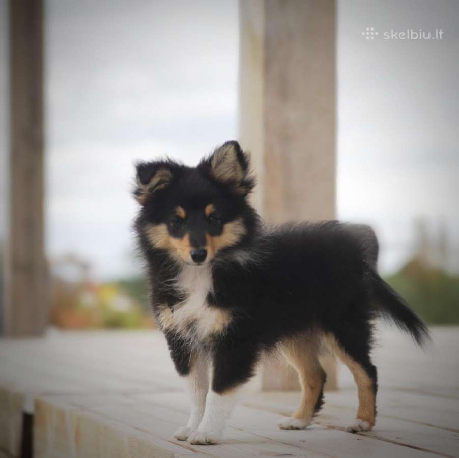 Shetland Sheepdog / Šeltis - nuotraukos Nr. 3
