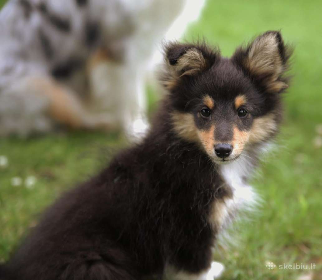 Shetland Sheepdog / Šeltis - nuotraukos Nr. 9