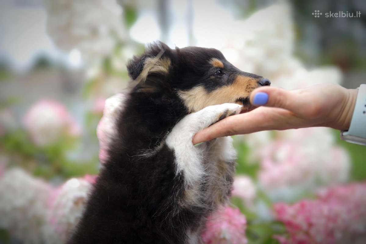 Shetland Sheepdog / Šeltis - nuotraukos Nr. 4
