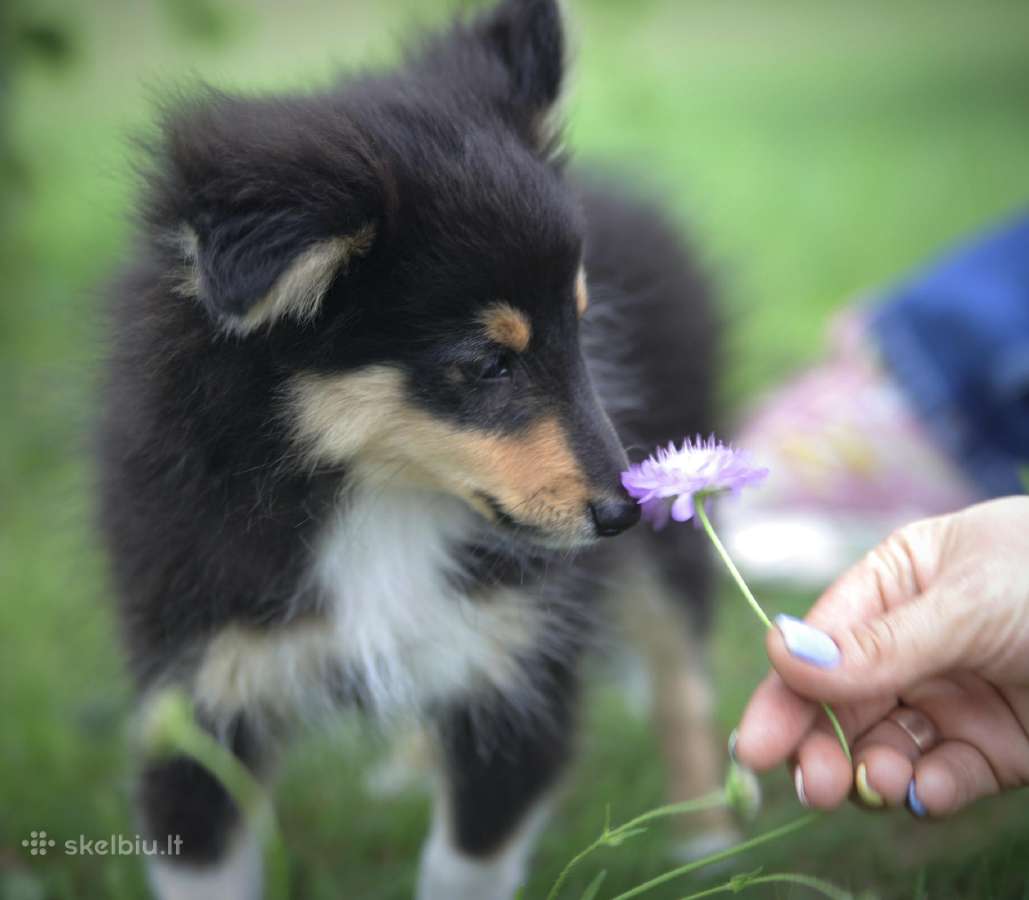 Shetland Sheepdog / Šeltis - nuotraukos Nr. 10