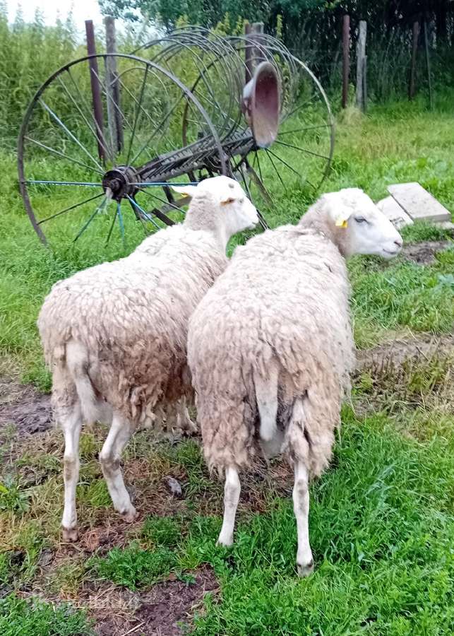 Du avinai ramūs, tvirti draugiški - nuotraukos Nr. 15