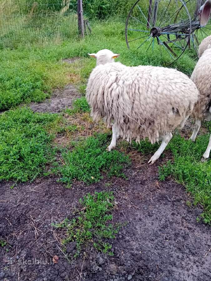 Du avinai ramūs, tvirti draugiški - nuotraukos Nr. 11