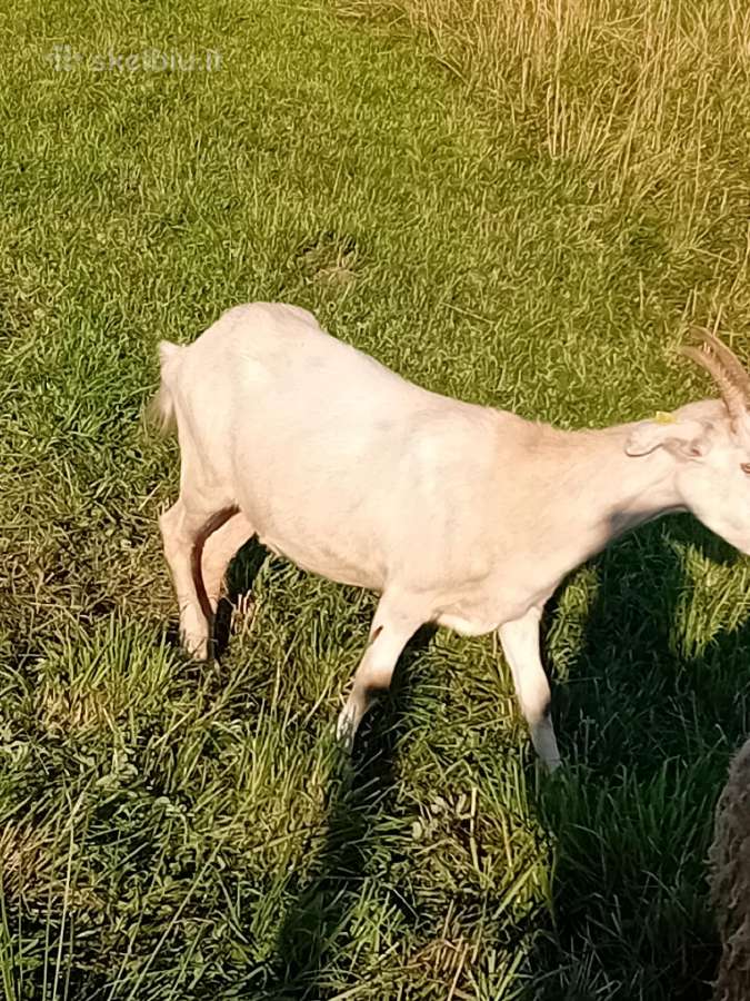Jauna suaugusi 1,5 metų Zaaneno ožkelė - nuotraukos Nr. 4