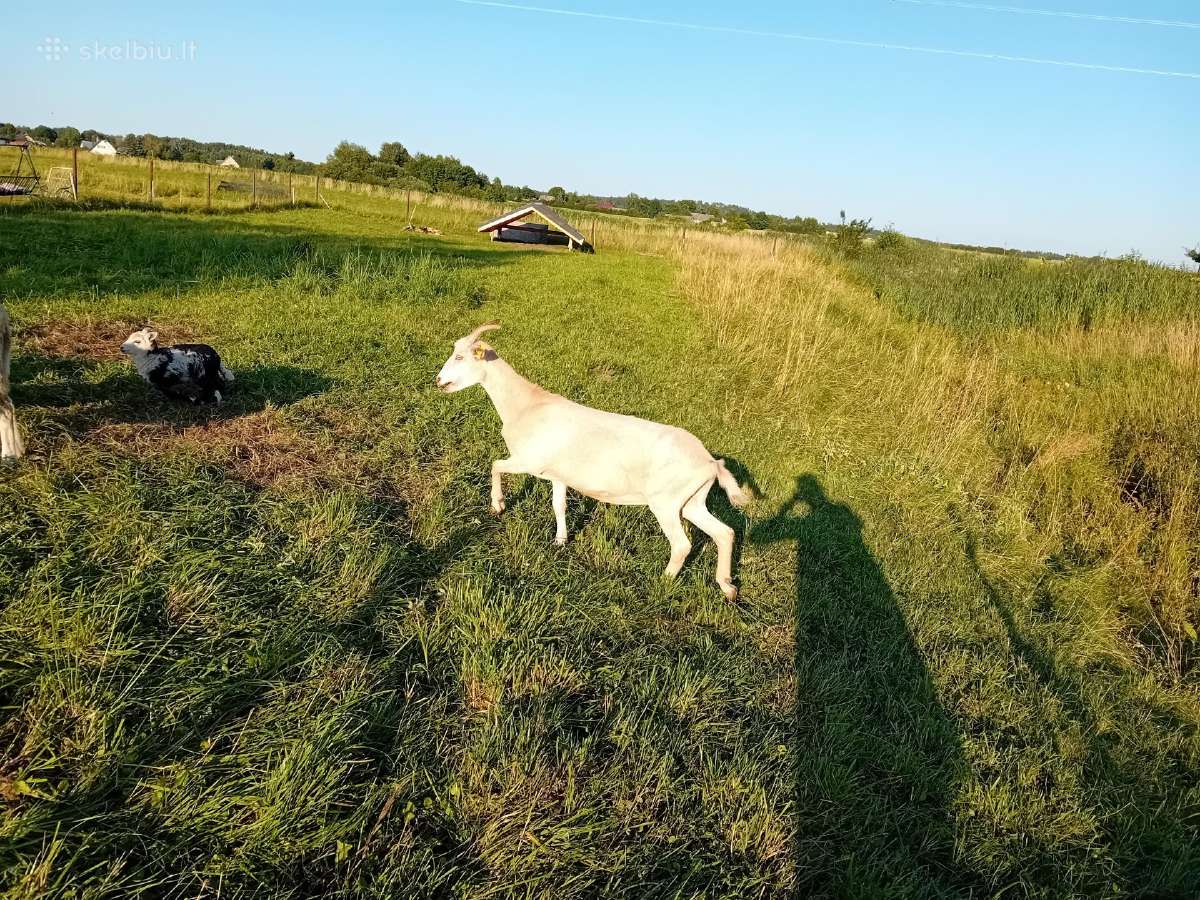 Jauna suaugusi 1,5 metų Zaaneno ožkelė - nuotraukos Nr. 5