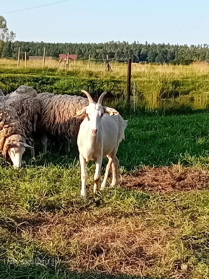 Jauna suaugusi 1,5 metų Zaaneno ožkelė - nuotraukos Nr. 6