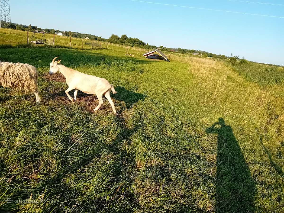 Jauna suaugusi 1,5 metų Zaaneno ožkelė - nuotraukos Nr. 7
