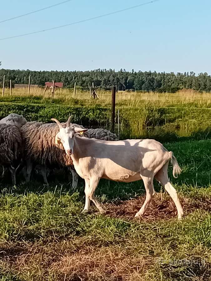 Jauna suaugusi 1,5 metų Zaaneno ožkelė - nuotraukos Nr. 8