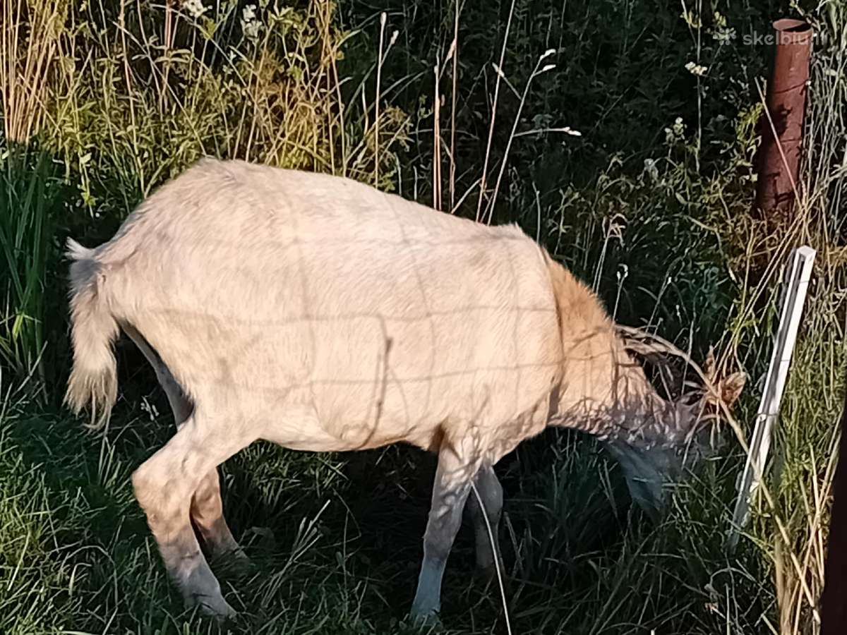 Jauna suaugusi 1,5 metų Zaaneno ožkelė - nuotraukos Nr. 9