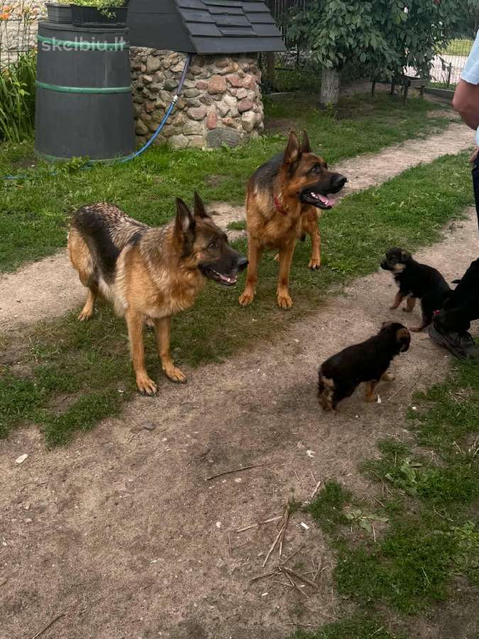 Vokiečių aviganiai su kilmės dokumentais - nuotraukos Nr. 5