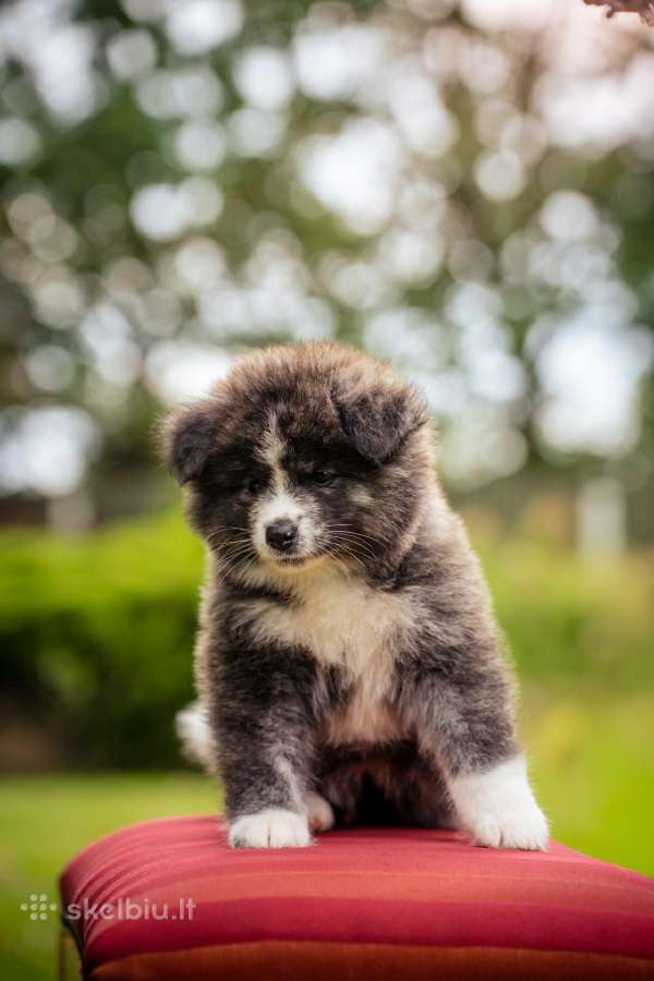 Akita - nuotraukos Nr. 8
