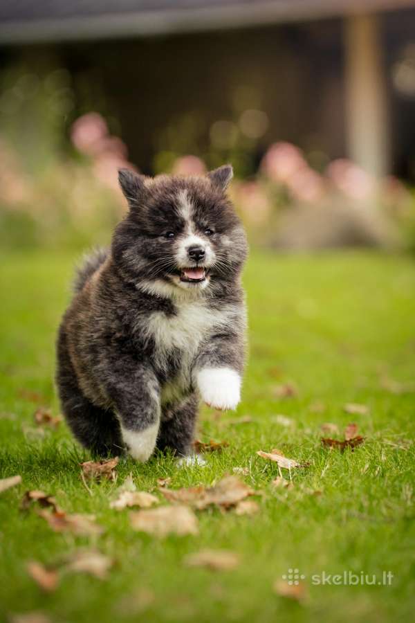 Akita - nuotraukos Nr. 9