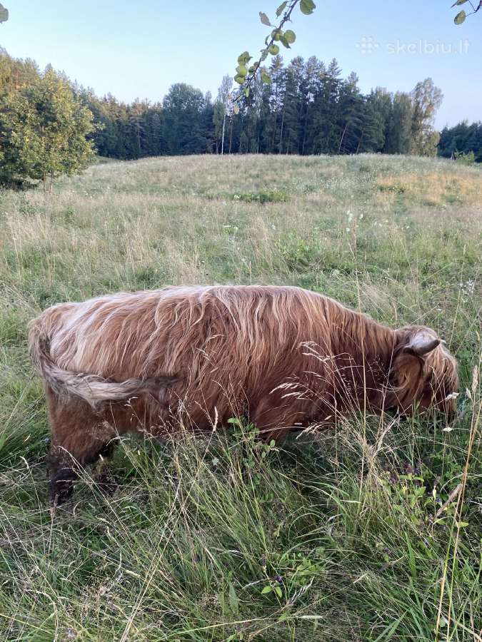 Grynaveisliai 100 % Hailendų buliukai - nuotraukos Nr. 3