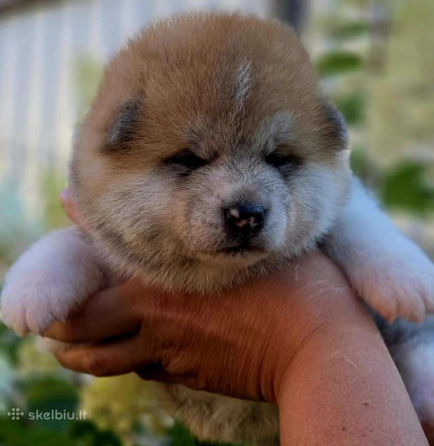 Akita inu vada. - nuotraukos Nr. 5