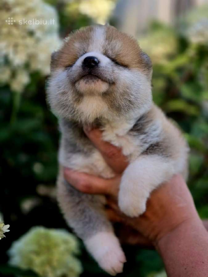 Akita inu vada. - nuotraukos Nr. 6