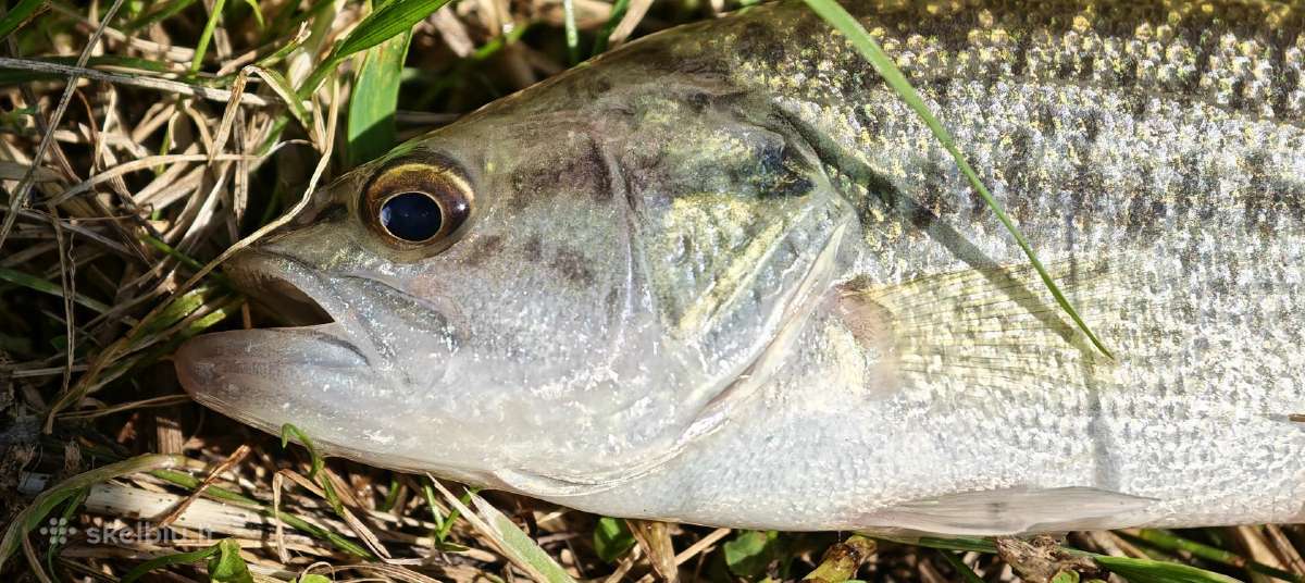 Largemouth bass šiaurės Amerikos ešeriai zuvys - nuotraukos Nr. 2
