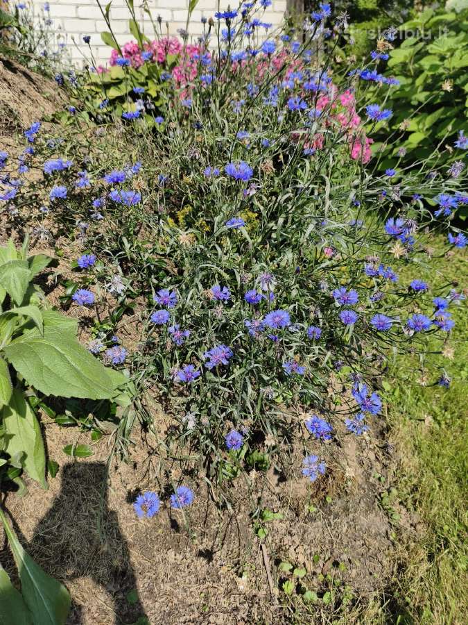 Rugiagėlių žiedlapiai - nuotraukos Nr. 10