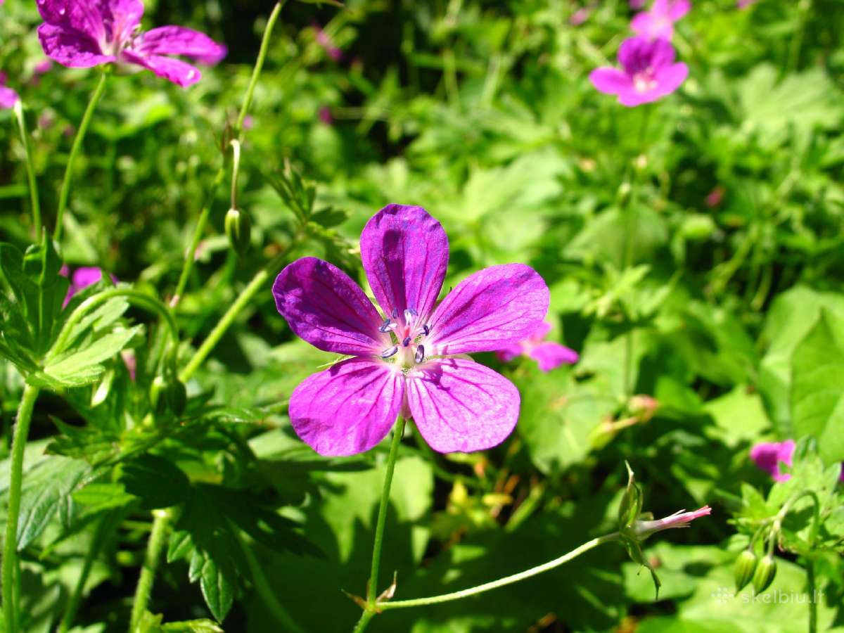 Canon Powershot G6 - nuotraukos Nr. 25