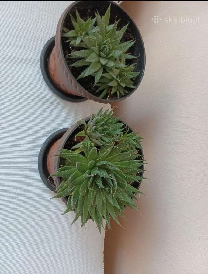 Dideli sukulentai su vazonais Haworthia fasciata - nuotraukos Nr. 2