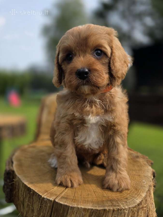 Cavapoo mazyliai - nuotraukos Nr. 2