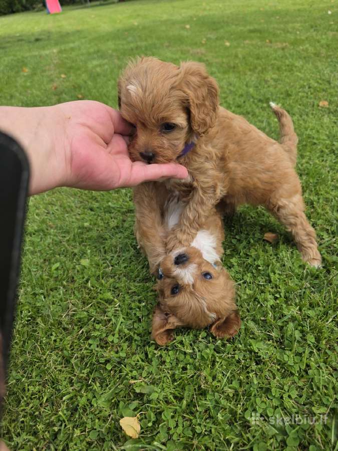 Cavapoo mazyliai - nuotraukos Nr. 5