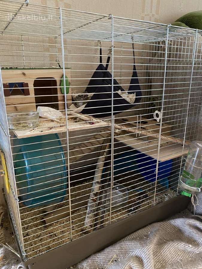 Du jauni degu patinėliai su įranga - nuotraukos Nr. 2