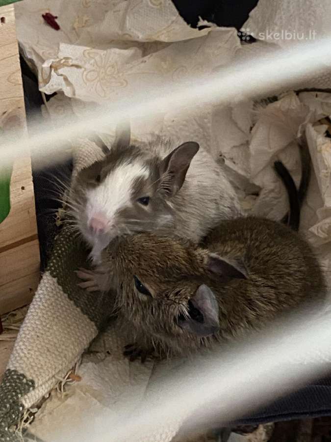 Du jauni degu patinėliai su įranga - nuotraukos Nr. 3
