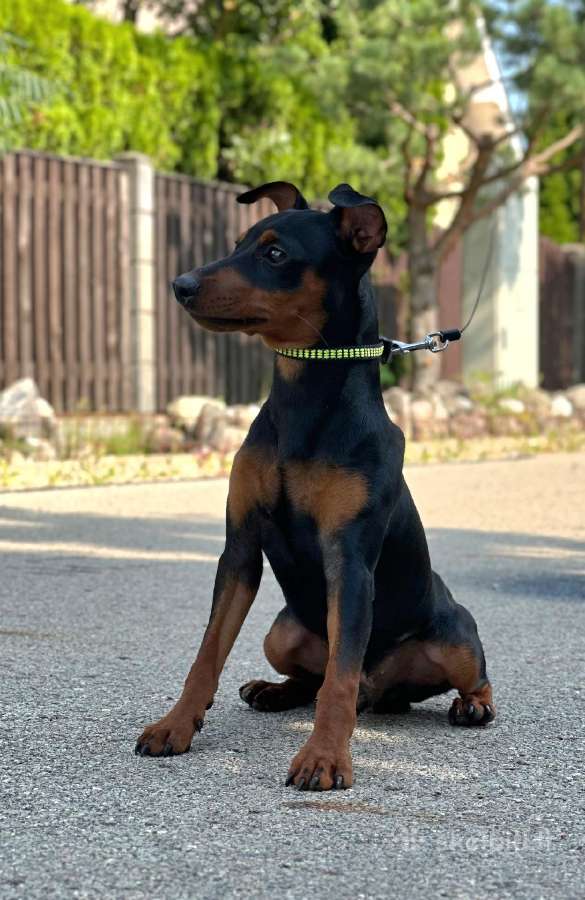 Zwergpinscher - nuotraukos Nr. 2