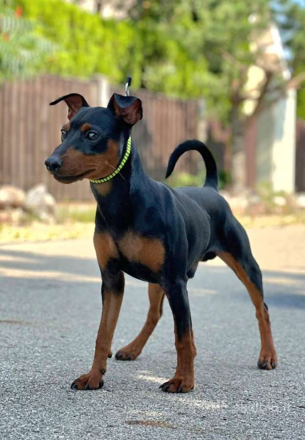 Zwergpinscher - nuotraukos Nr. 3