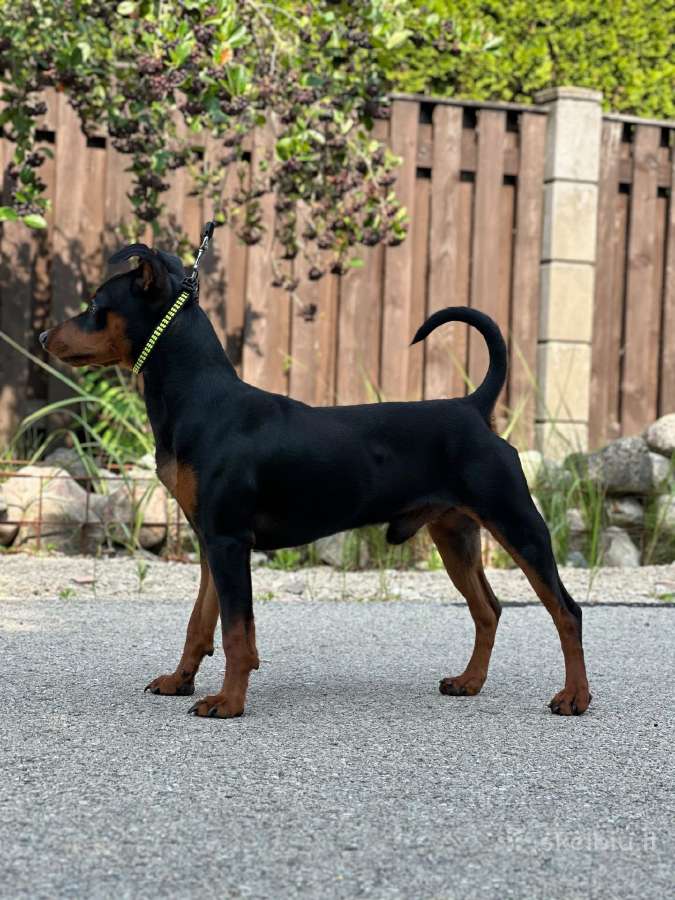 Zwergpinscher - nuotraukos Nr. 4
