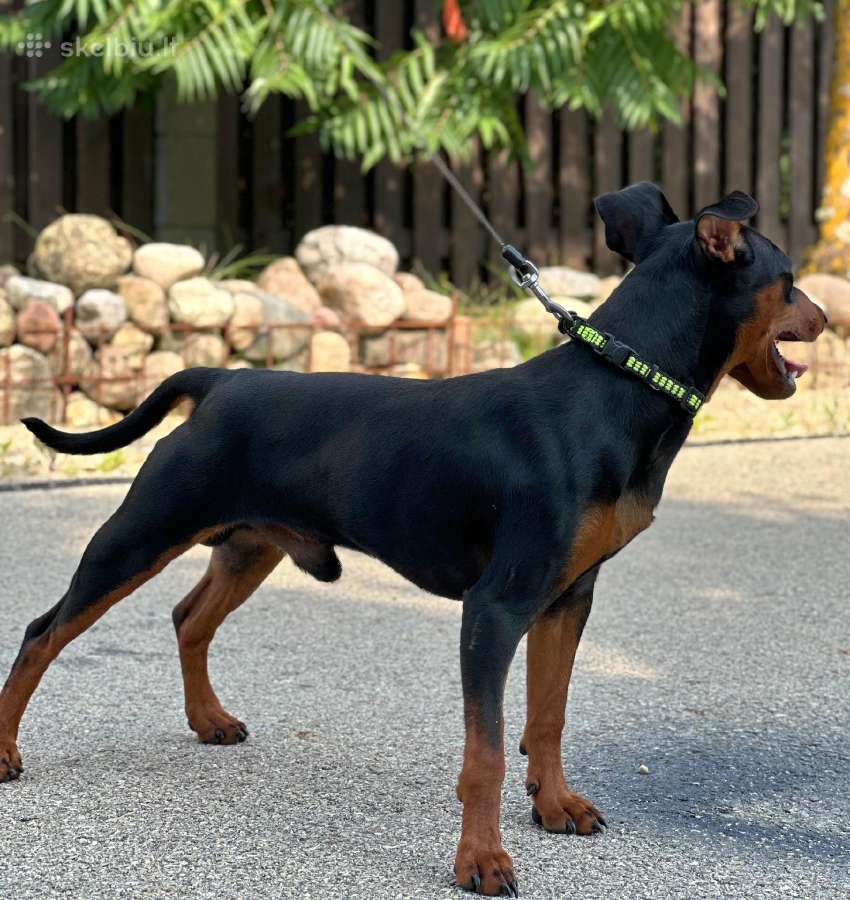 Zwergpinscher - nuotraukos Nr. 5