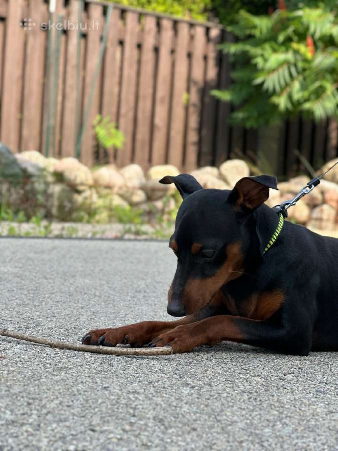 Zwergpinscher - nuotraukos Nr. 6