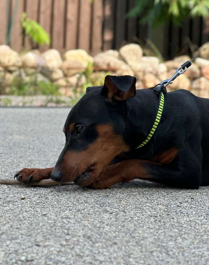 Zwergpinscher - nuotraukos Nr. 7