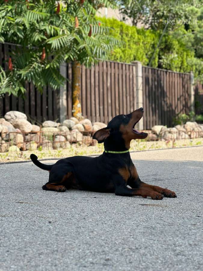 Zwergpinscher - nuotraukos Nr. 8