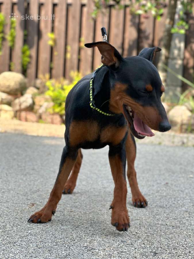 Zwergpinscher - nuotraukos Nr. 9