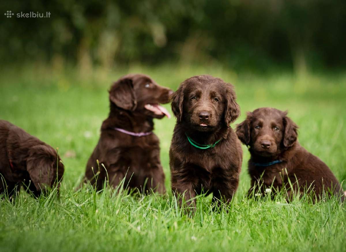 Lygiaplaukiai ir Labradoro retriveriai- Gojus - nuotraukos Nr. 7