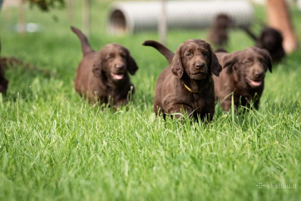 Lygiaplaukiai ir Labradoro retriveriai- Gojus - nuotraukos Nr. 12