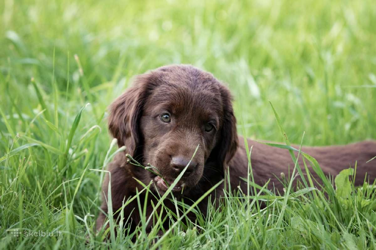 Lygiaplaukiai ir Labradoro retriveriai- Gojus - nuotraukos Nr. 10