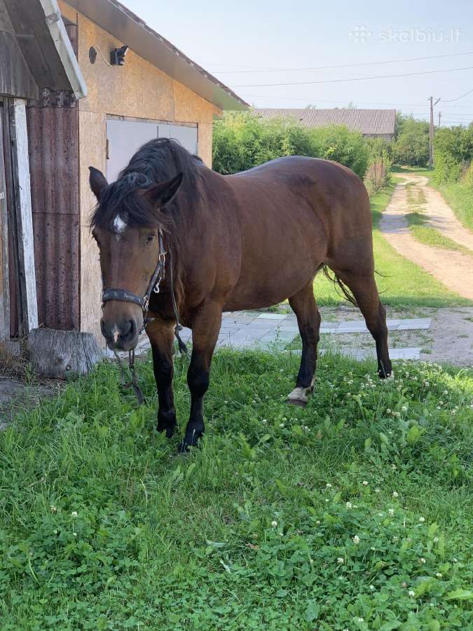 Parduodama kumelė - nuotraukos Nr. 2
