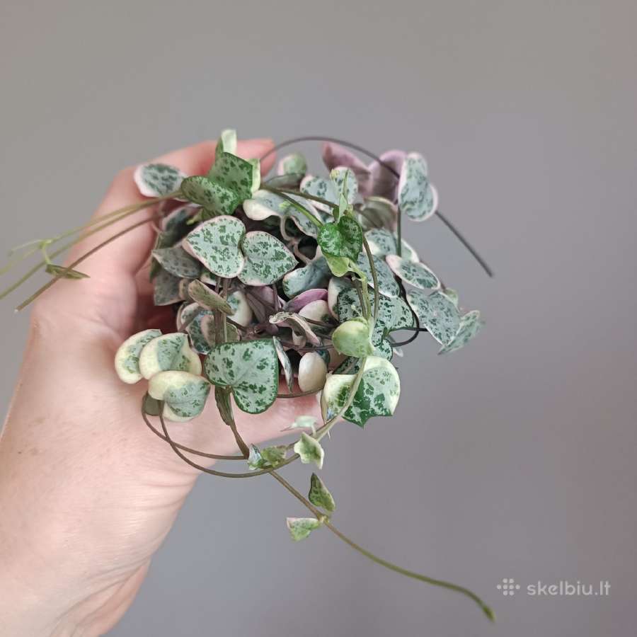 Ceropegia Woodii - nuotraukos Nr. 2