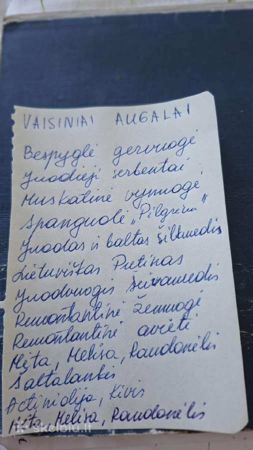 Kinrožės-kambarinė ir lauko - nuotraukos Nr. 24