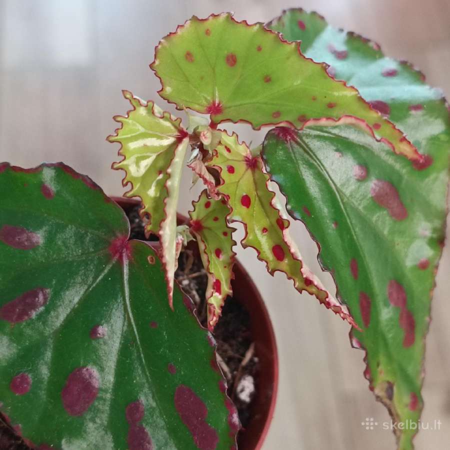 Begonia Pink Dottie - nuotraukos Nr. 2